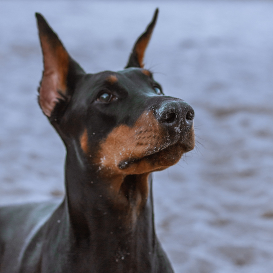 Der Dobermannpinscher: Ein majestätischer und treuer Gefährte