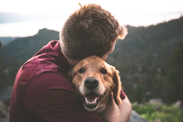 15 interessante und lustige Fakten über den Hund