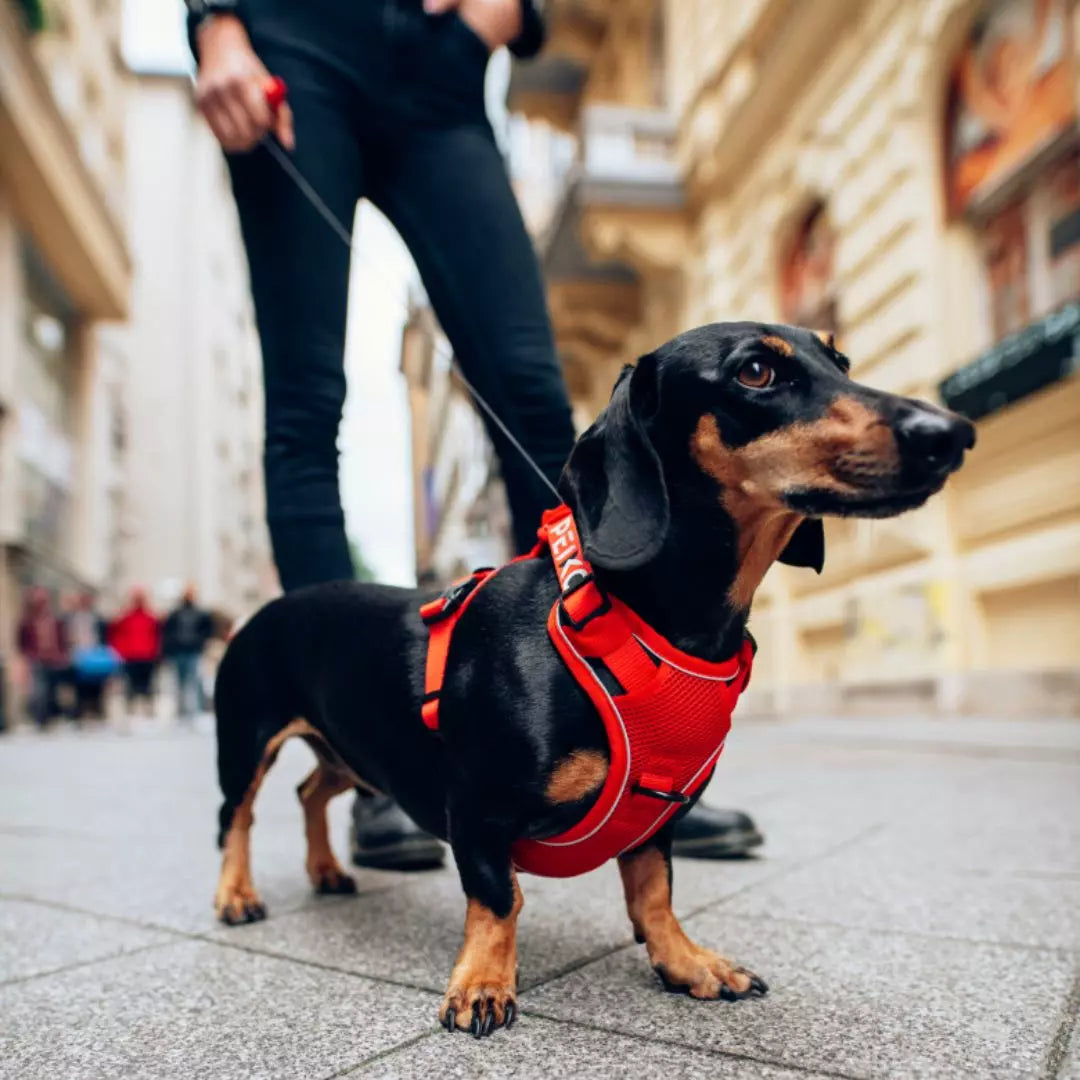 PEIKO® QUICKLEASH™ GESCHIRR
