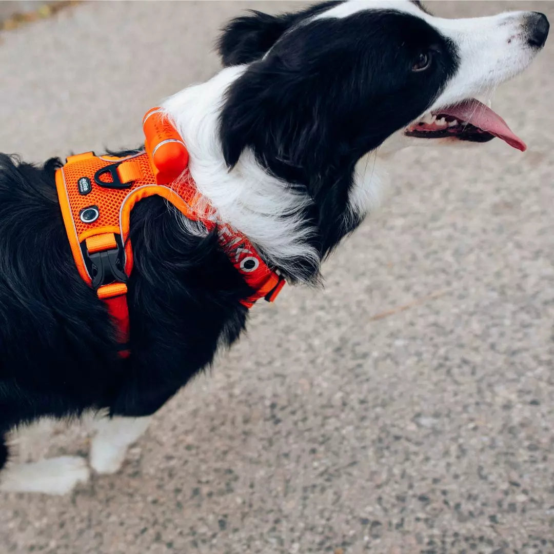 PEIKO® QUICKLEASH™ GESCHIRR
