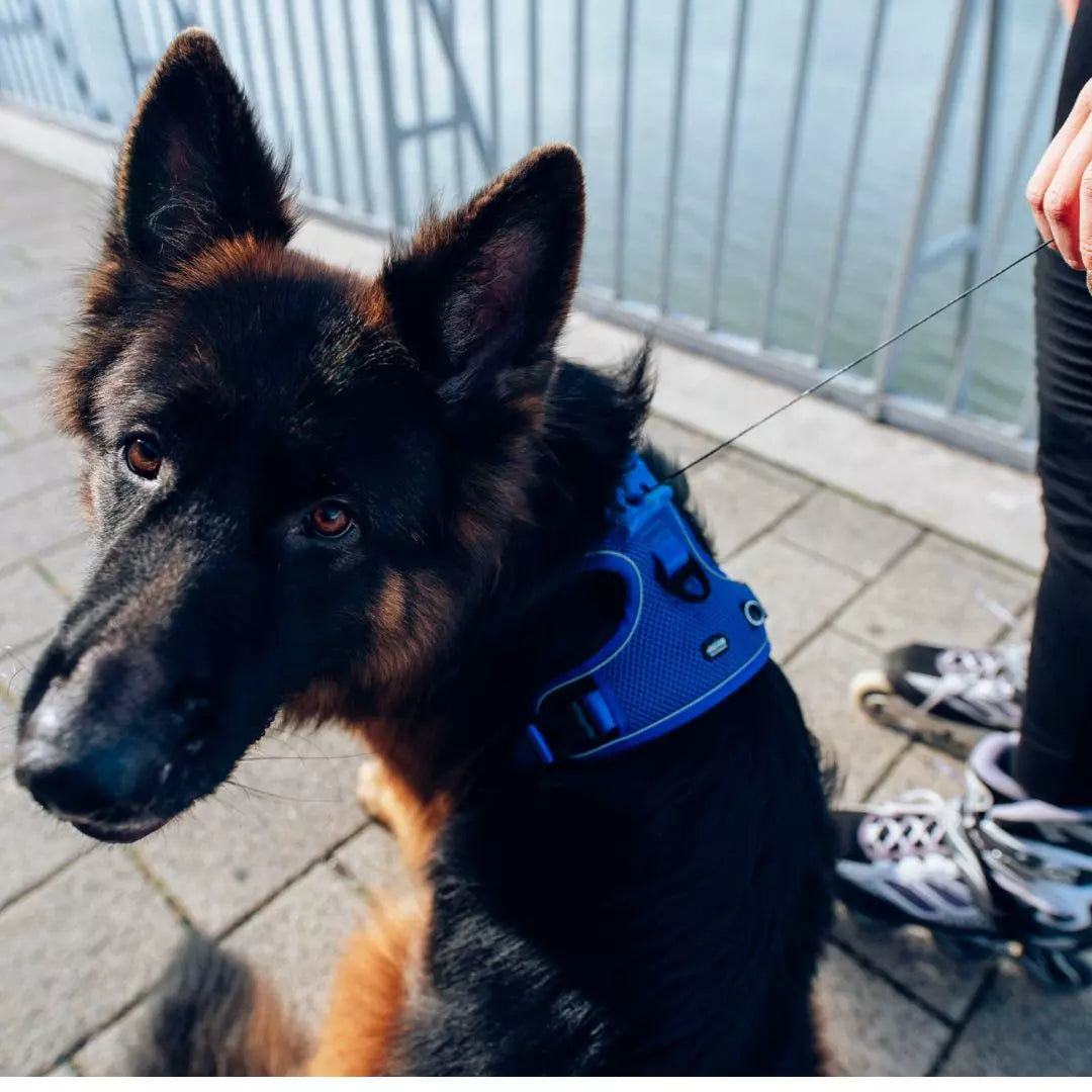 PEIKO® QUICKLEASH™ GESCHIRR